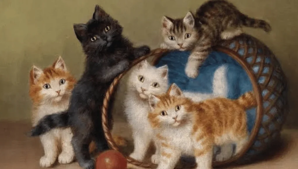 Cat Colors